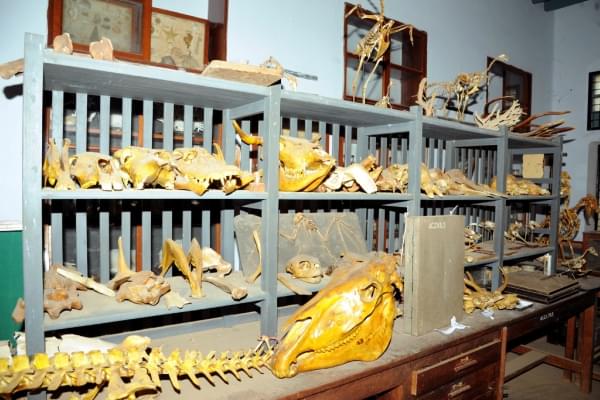 Alagappa Government Arts College Sivaganga Museums photo 10