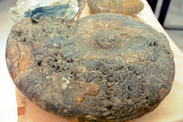 Alagappa Government Arts College Sivaganga Museums photo 5