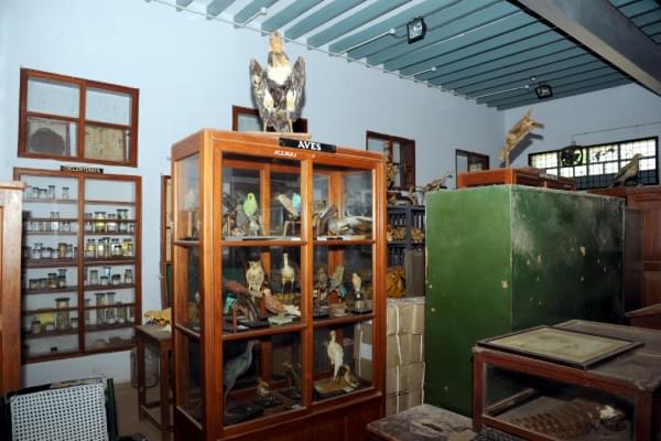 Alagappa Government Arts College Sivaganga Museums photo 7