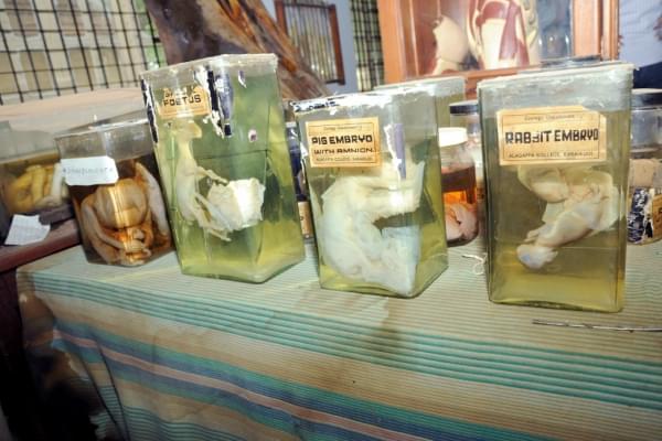 Alagappa Government Arts College Sivaganga Museums photo 8