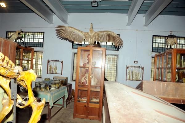 Alagappa Government Arts College Sivaganga Museums photo 9