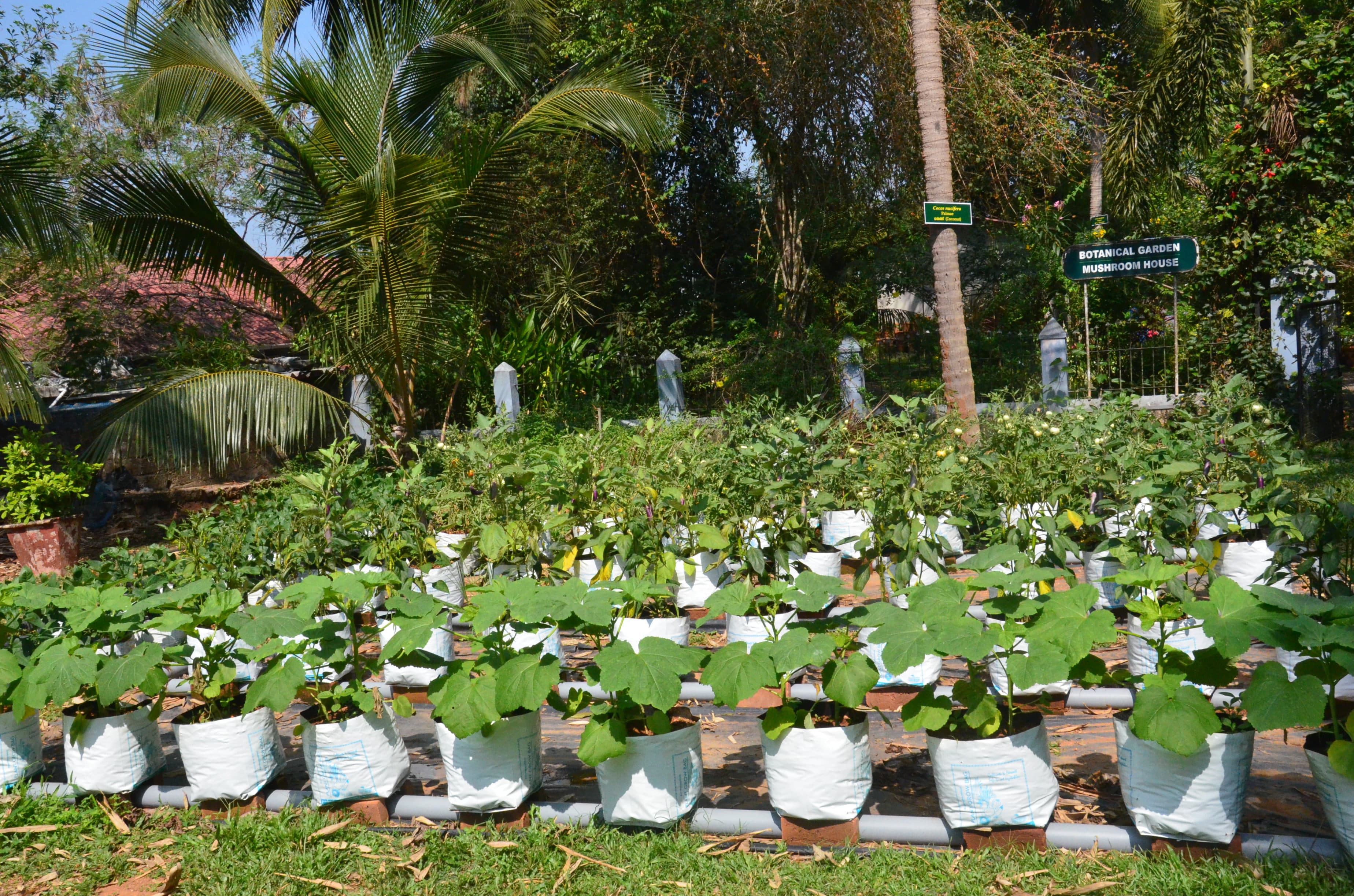 Nirmala College Muvattupuzha Tree Plantation photo 3