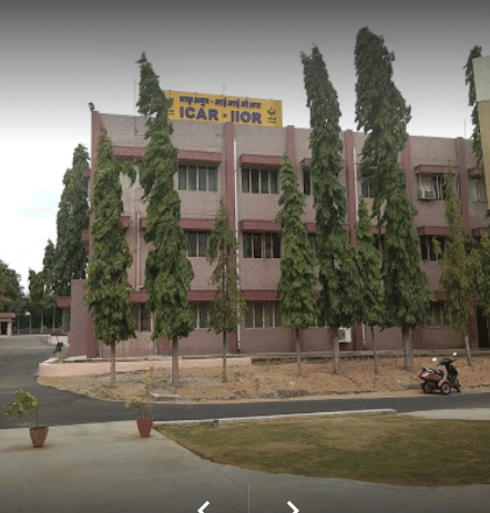 Indian Institute of Oilseeds Research Hyderabad Campus photo 1