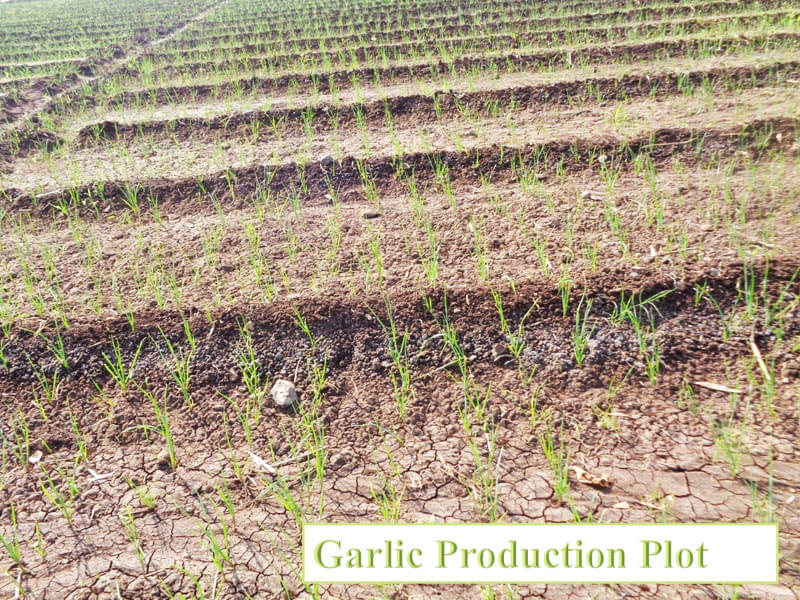 H. H. Sri Sri Murlidhara Swamiji College of Horticulture Nashik Activities photo 1