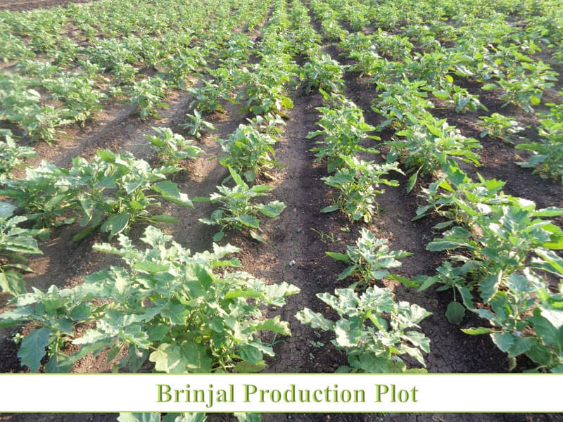 H. H. Sri Sri Murlidhara Swamiji College of Horticulture Nashik Activities photo 2