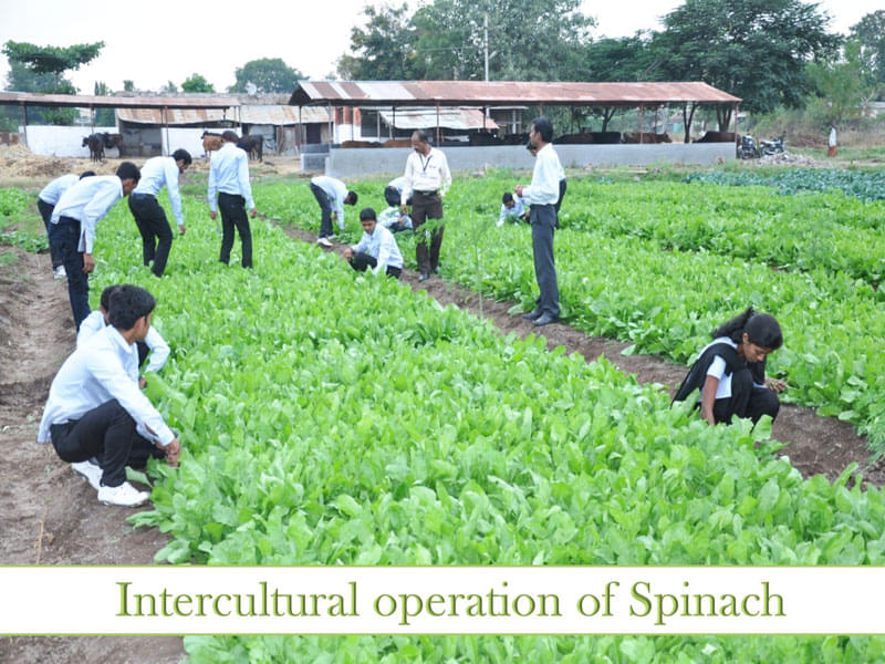 H. H. Sri Sri Murlidhara Swamiji College of Horticulture Nashik Activities photo 9