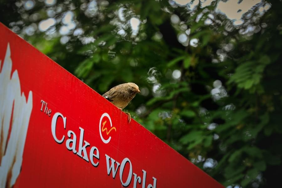 Karunya University Green Campus photo 4