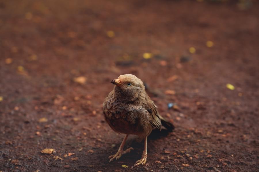 Karunya University Green Campus photo 5