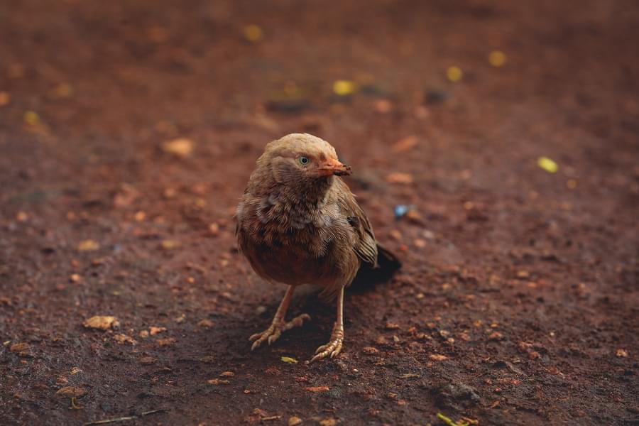 Karunya University Green Campus photo 6