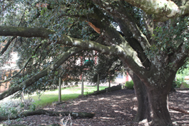 Government Arts College Ooty Campus photo 9