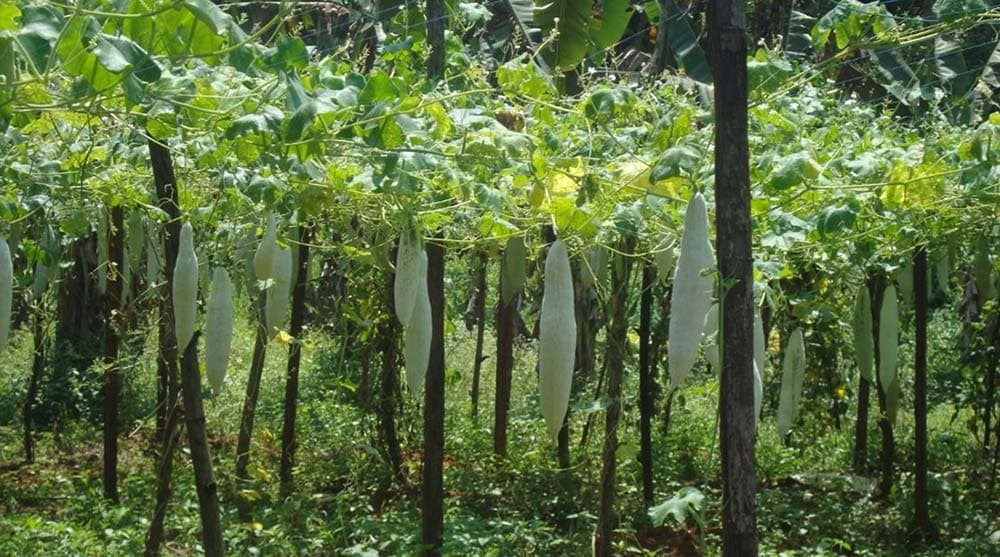 Christ Knowledge City Ernakulam Campus View photo 1