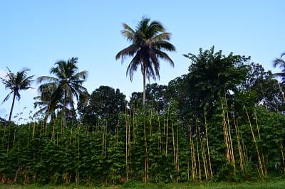 St. Gregorios Dental College Ernakulam Campus and Infrastructure photo 7