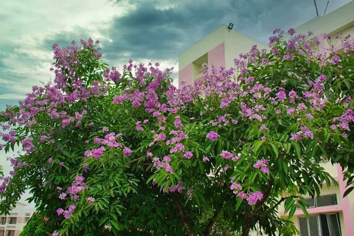 CIT Kokrajhar Campus photo 3