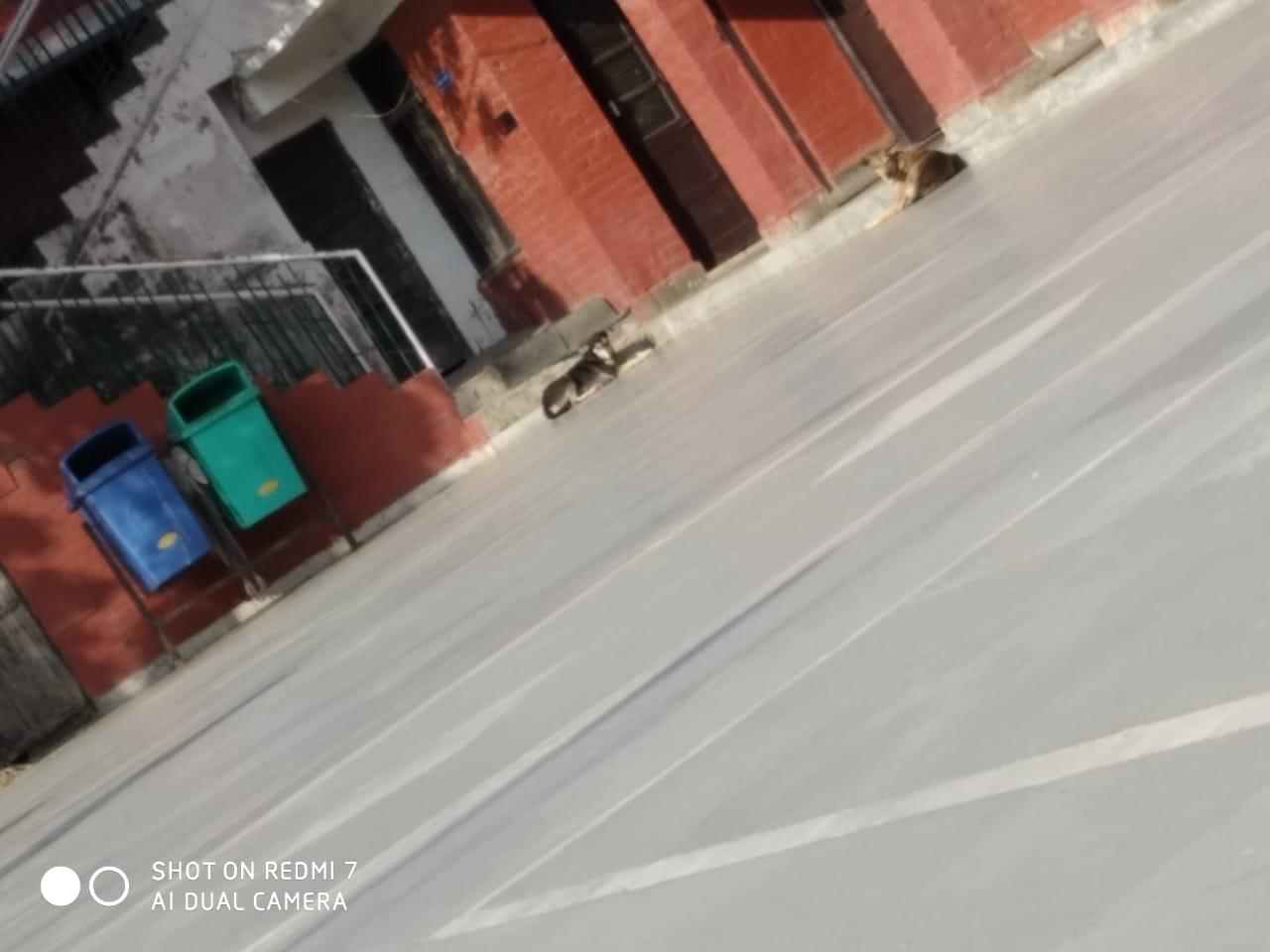 Hansraj College Campus photo 21