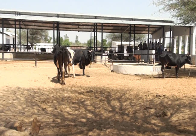 Arawali Veterinary College Sikar Activities photo 2