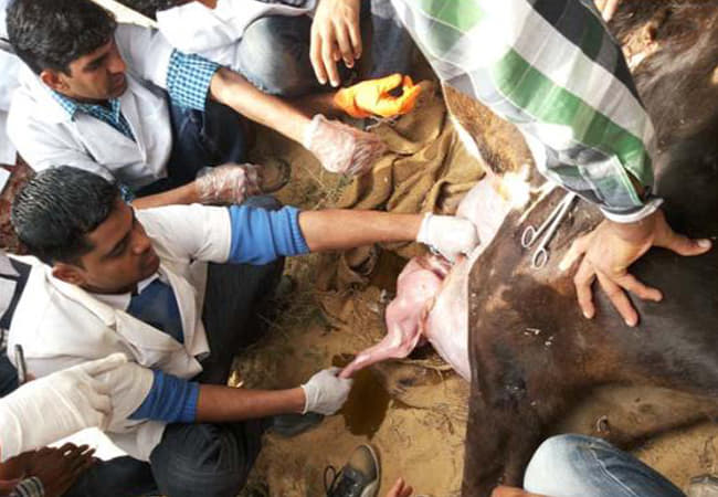 Arawali Veterinary College Sikar Activities photo 8