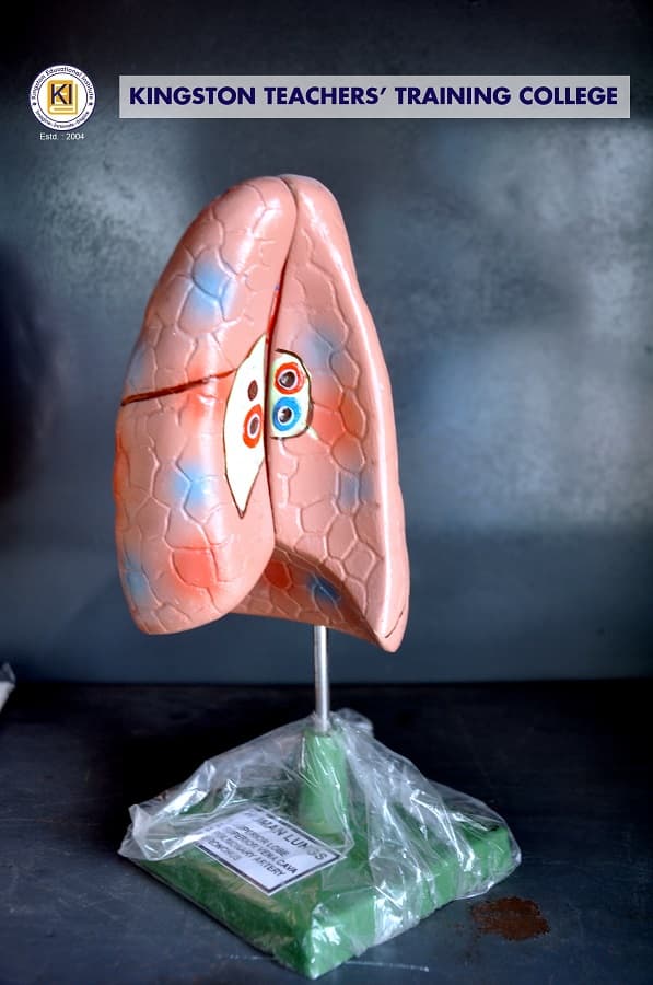 Kingston Educational Institute Kolkata Teacher's Training Lab photo 10