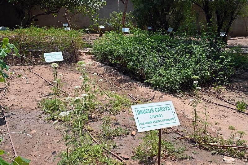 Institute of Technology, Nirma University Ahmedabad Herbal garden photo 2
