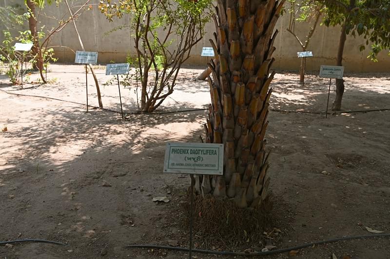 Institute of Technology, Nirma University Ahmedabad Herbal garden photo 4