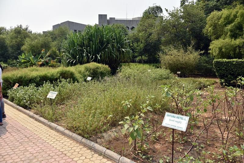 Institute of Technology, Nirma University Ahmedabad Herbal garden photo 3