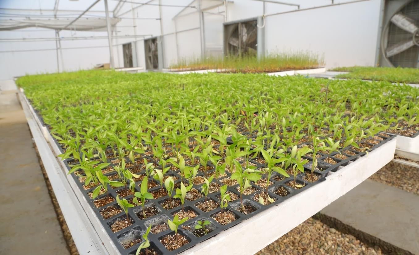 LPU Agriculture photo 8