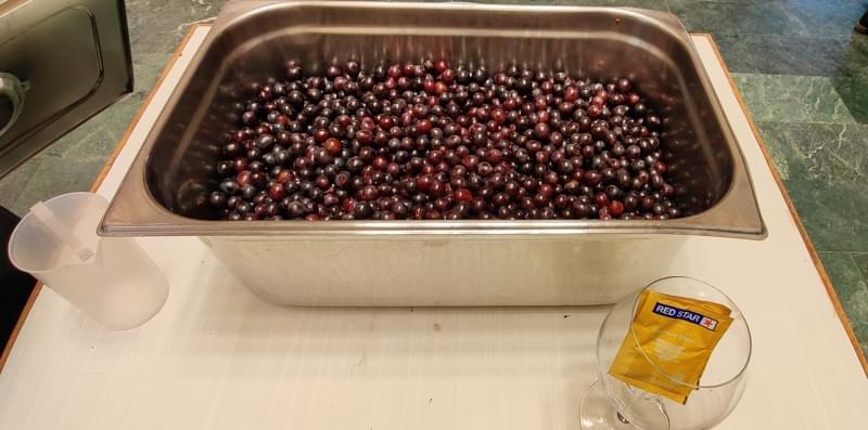 IHM Shri Shakti Grape Crushing photo 8