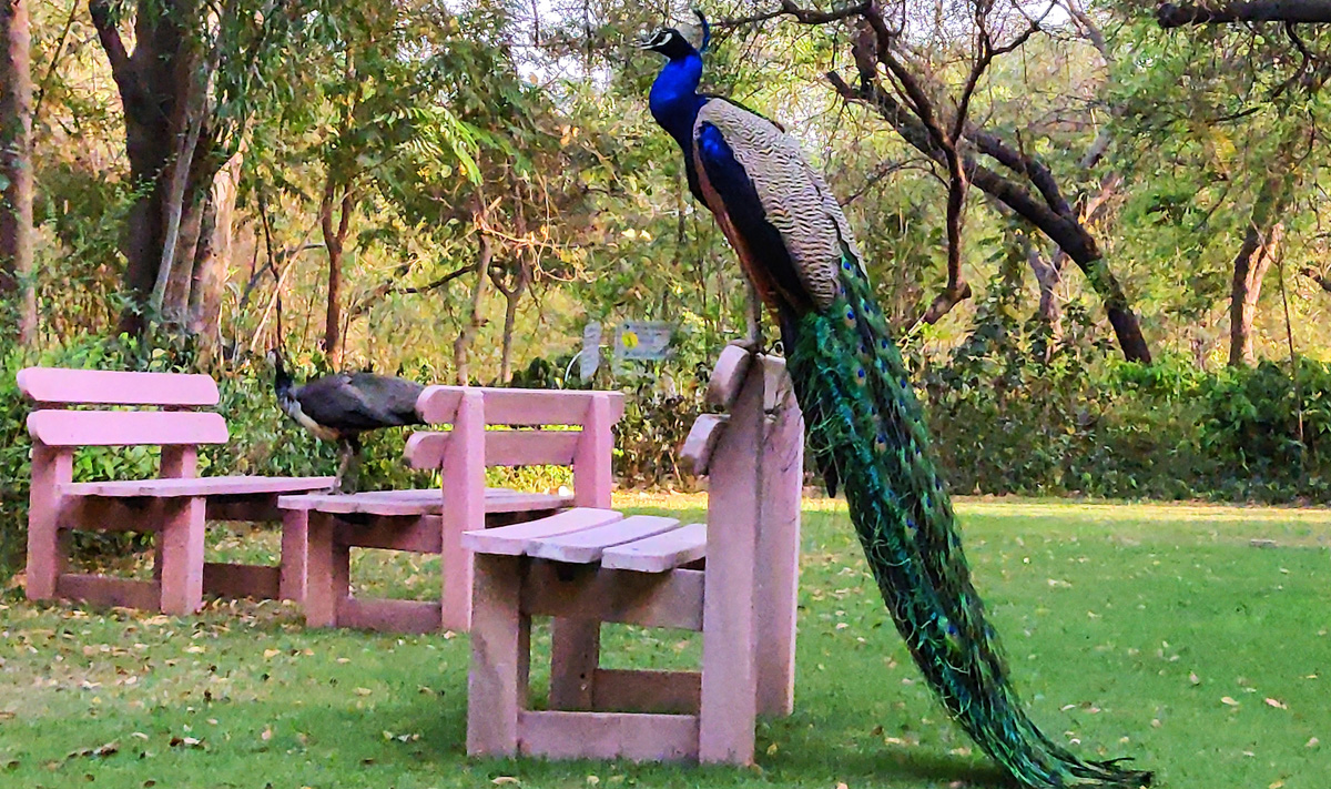 Dhirubhai Ambani University (formerly DAIICT) Campus photo 37