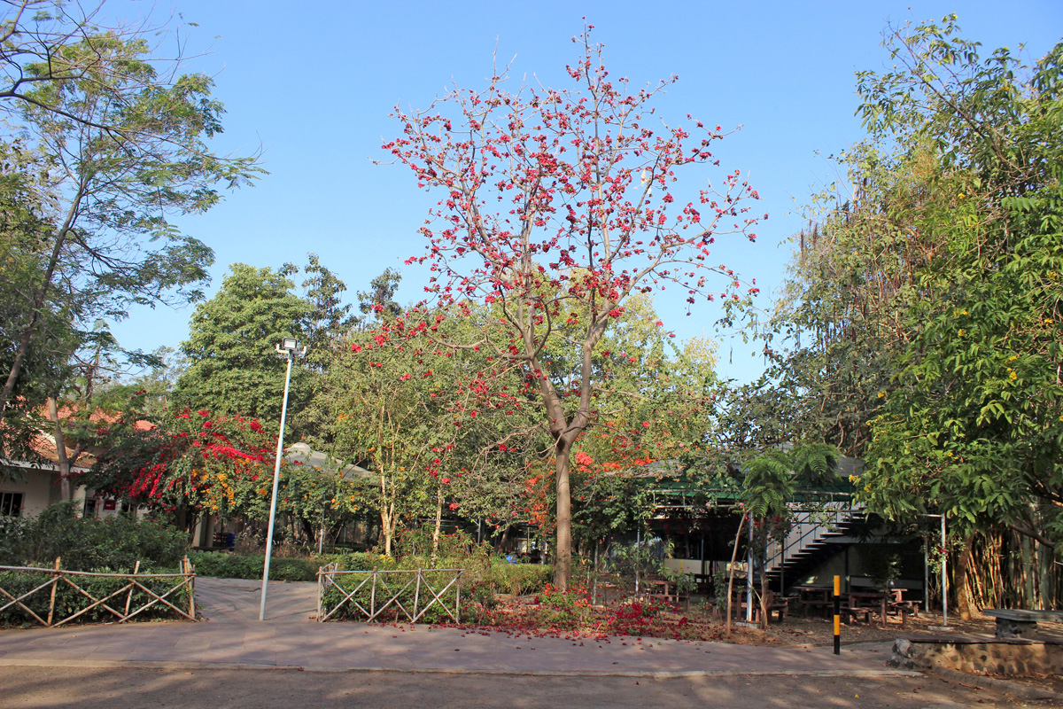 Dhirubhai Ambani University (formerly DAIICT) Campus photo 41