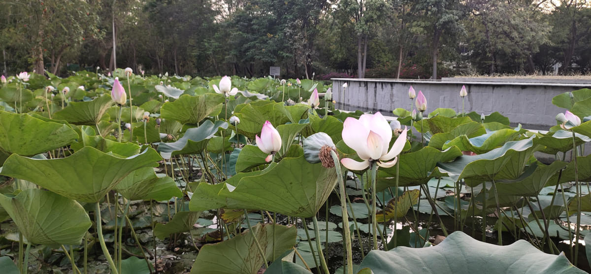 DAIICT Nature photo 1