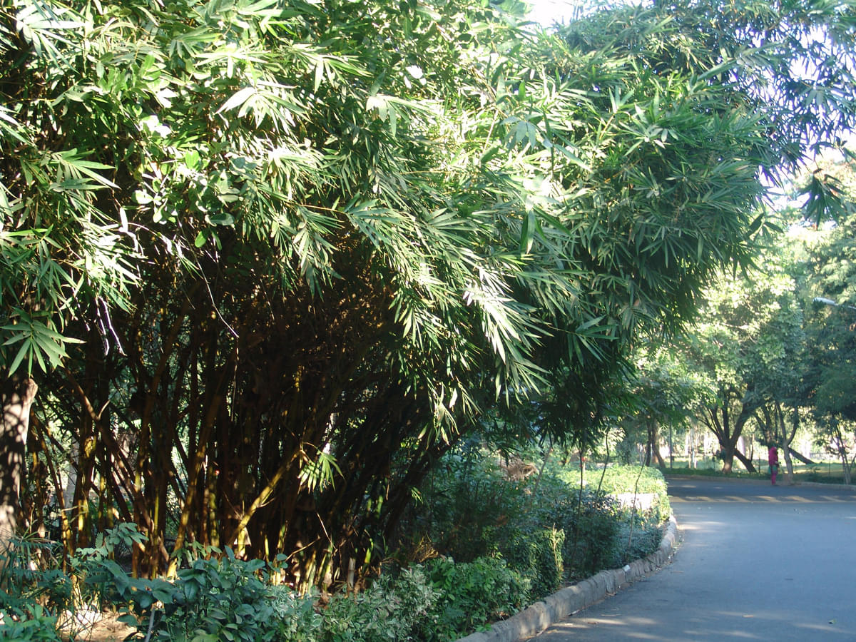 DAIICT Nature photo 3