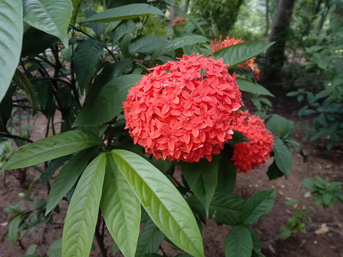 DAIICT Nature photo 4