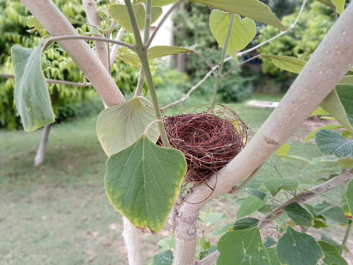 DAIICT Nature photo 5