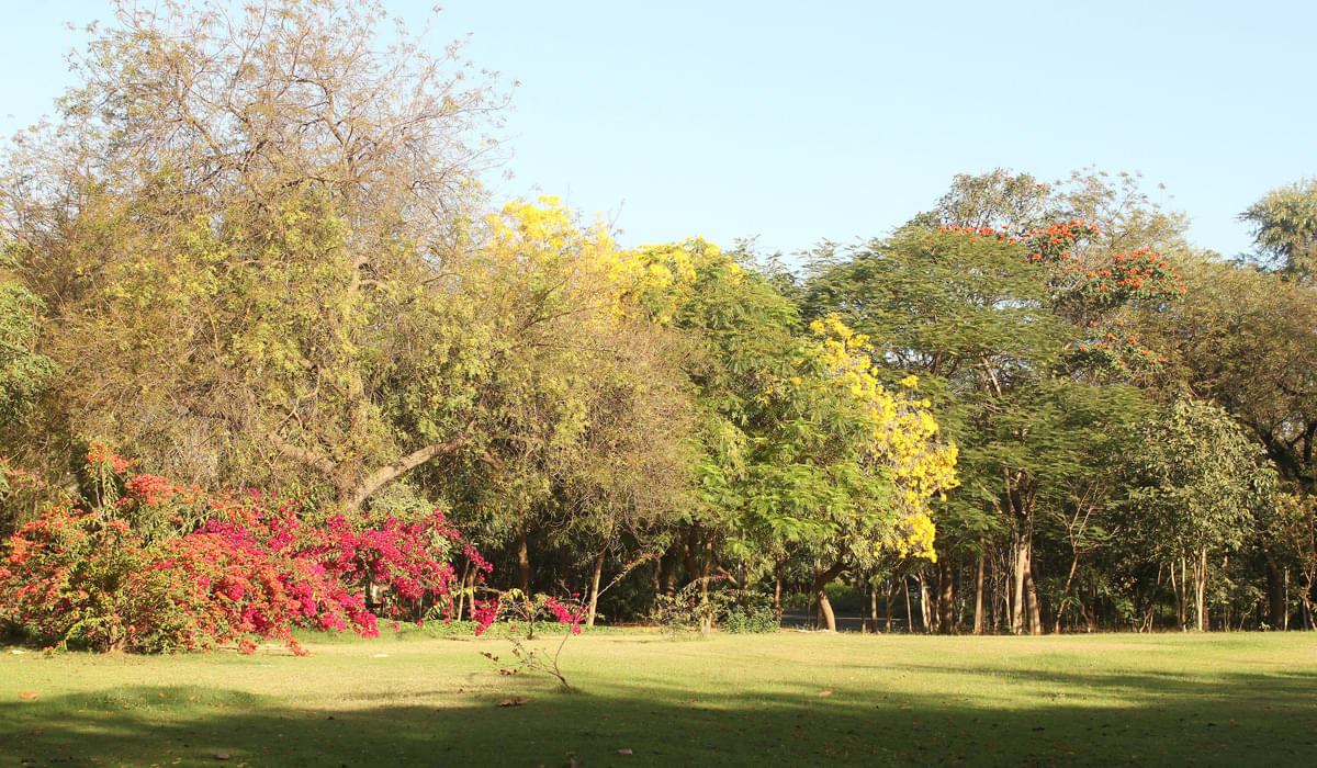 DAIICT Nature photo 7