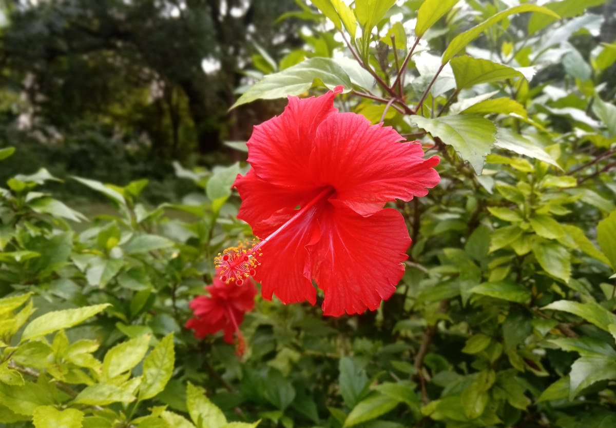 DAIICT Nature photo 8