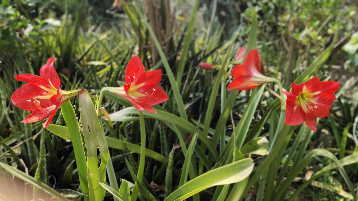 DAIICT Nature photo 10