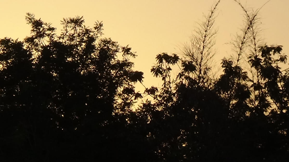 DAIICT Nature photo 11