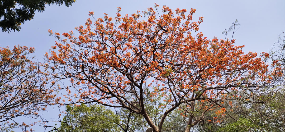 DAIICT Nature photo 12