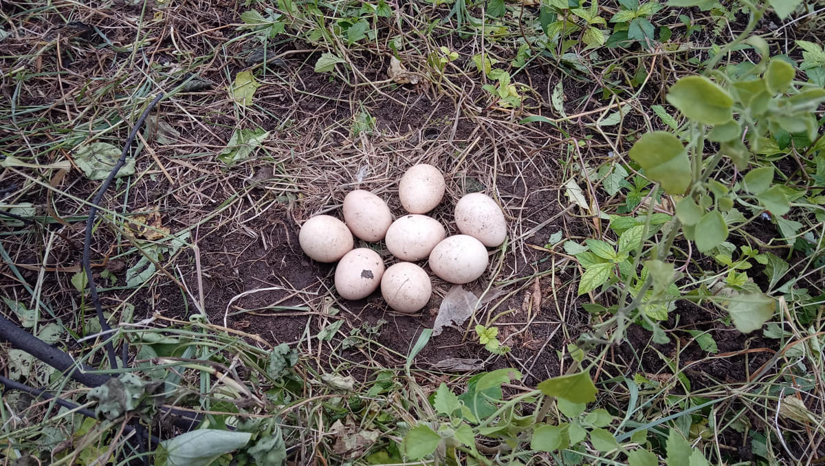 DAIICT Nature photo 13