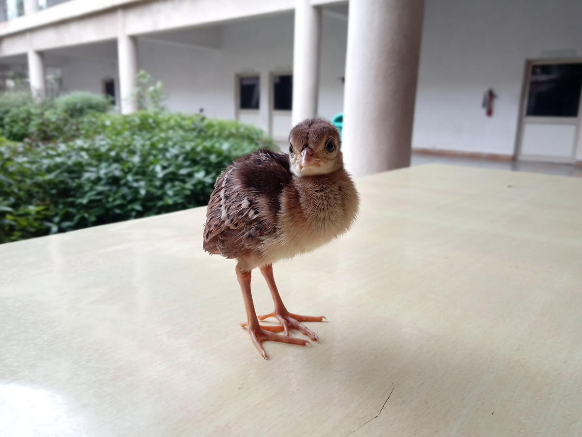 DAIICT Nature photo 14