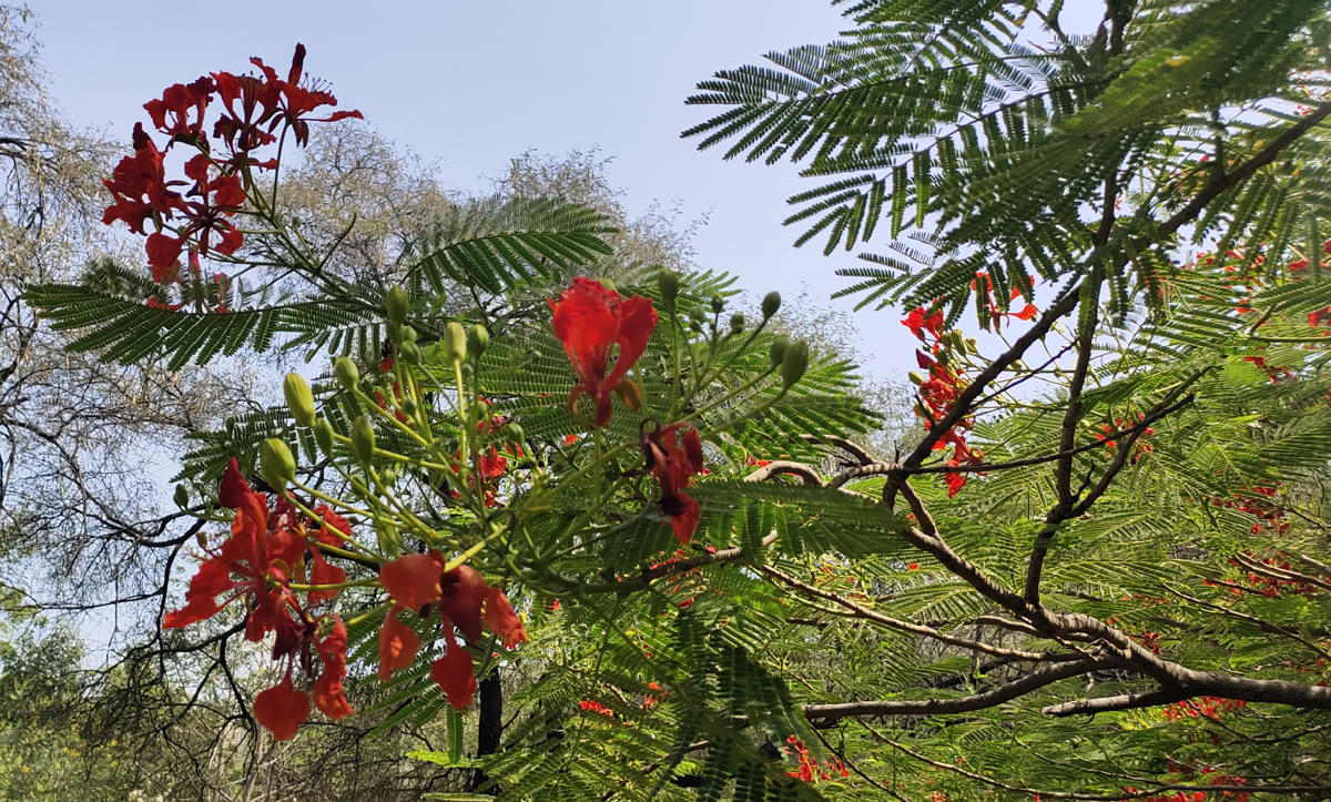 DAIICT Nature photo 15