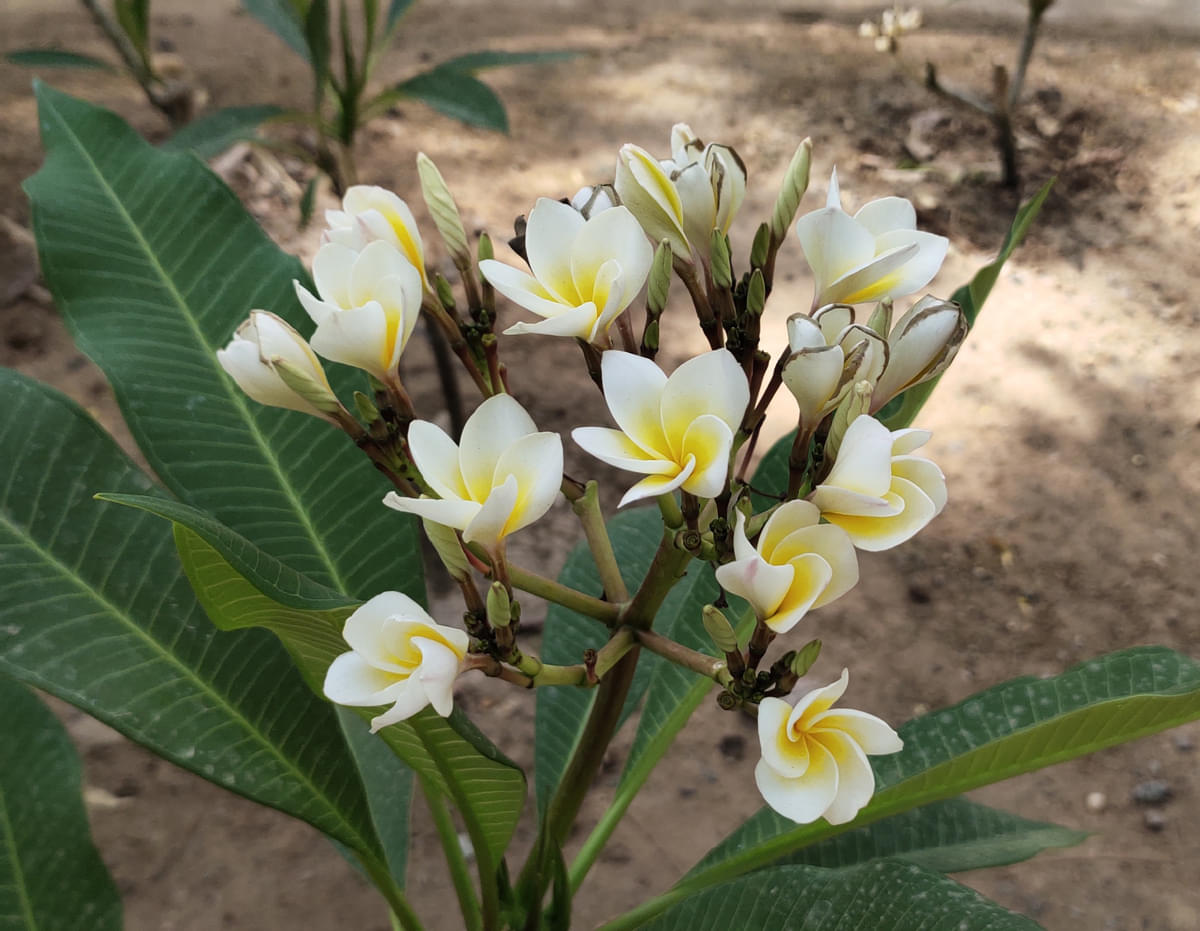 DAIICT Nature photo 16