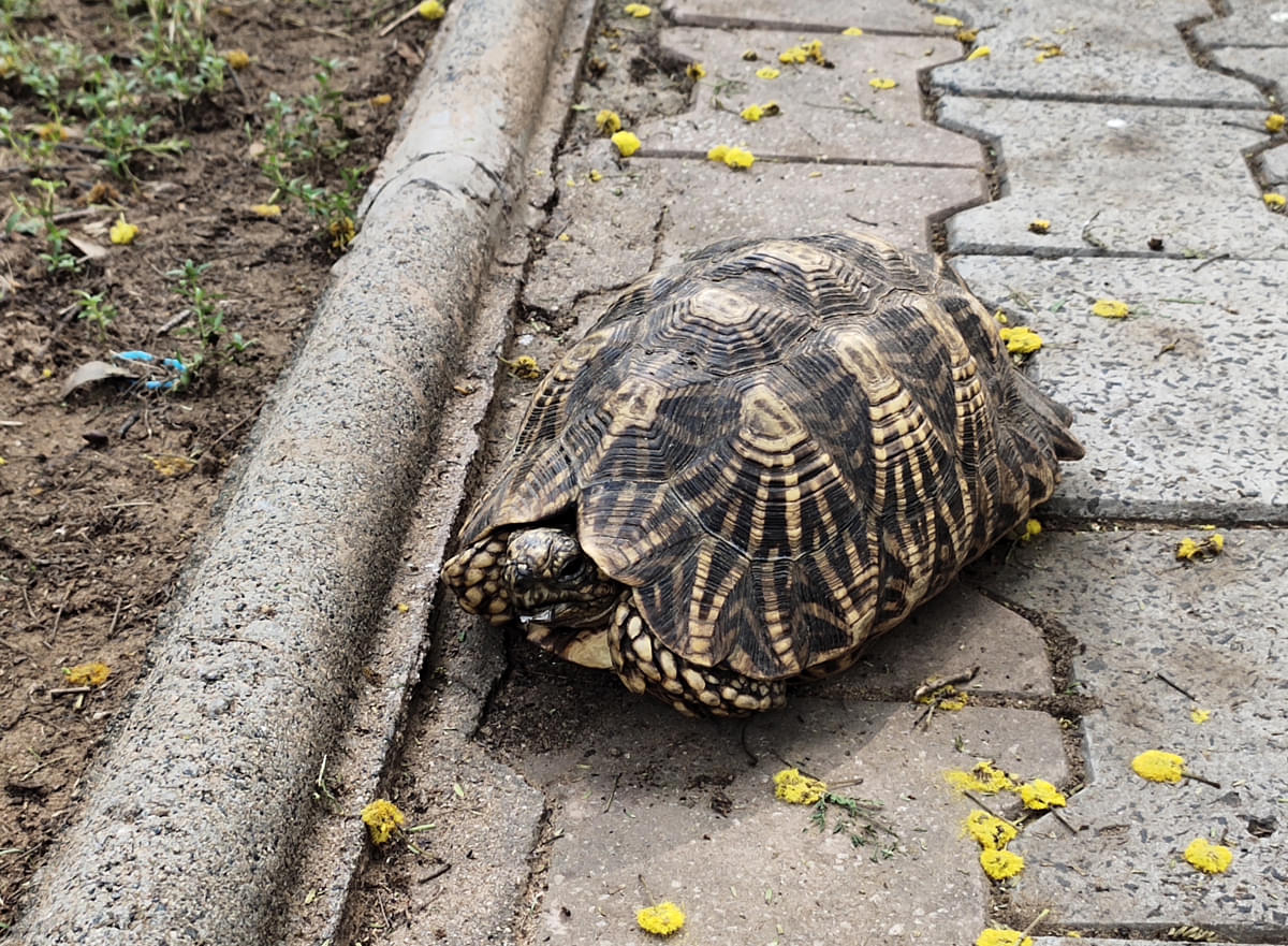 DAIICT Nature photo 17