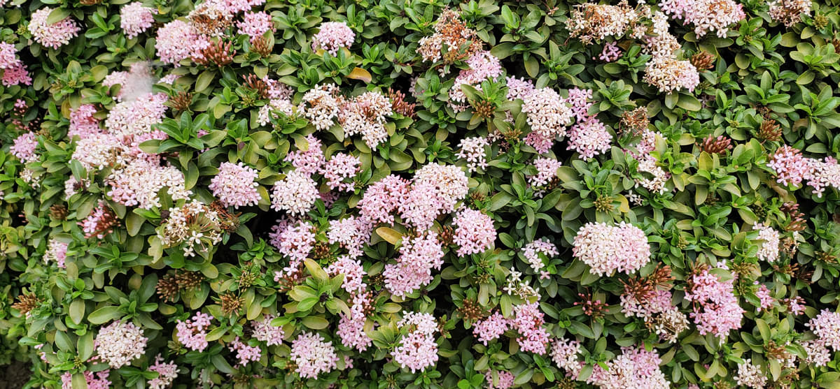 DAIICT Nature photo 18