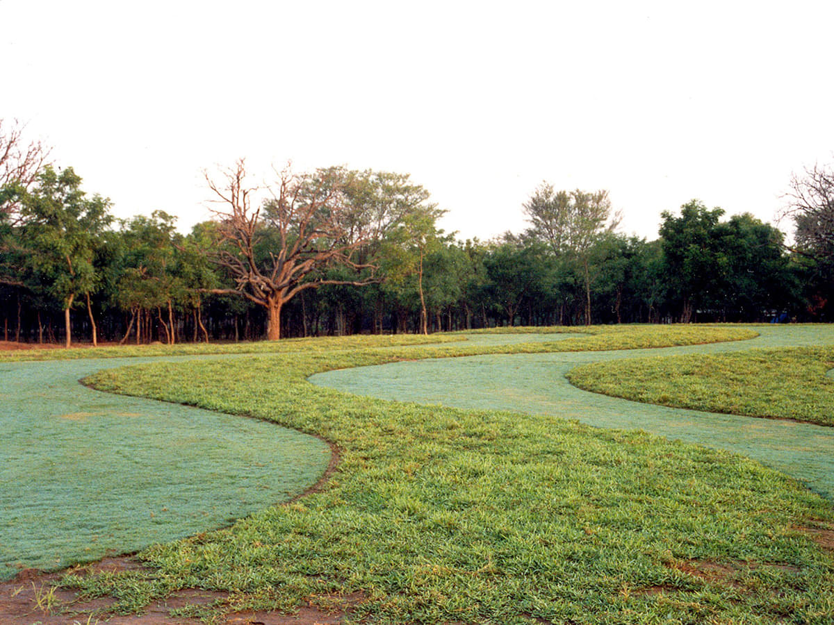 DAIICT Nature photo 19