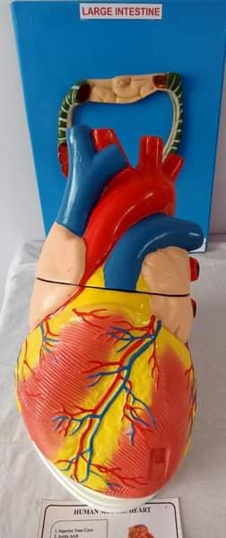 Rama Devi Nursing Institute Bardhaman Infrastructure photo 13