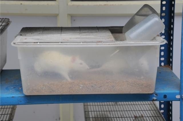 Sri Venkateshwara College of Pharmacy Chittoor Animal House photo 2