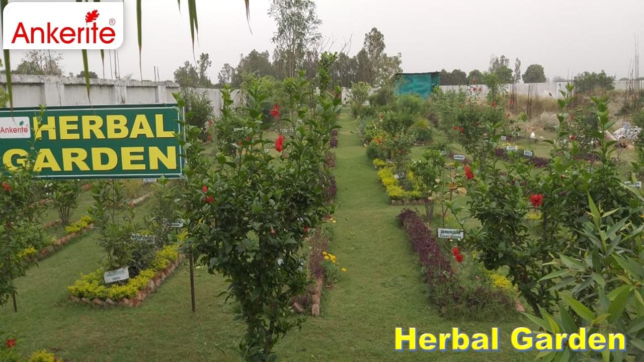 Ankerite College of Pharmacy Lucknow Extra Curricular Activity photo 2