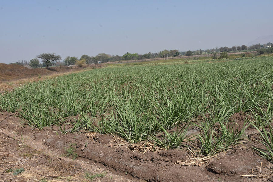 Sahyadri College Of Agricultural Engineering Satara Events & Campus photo 6