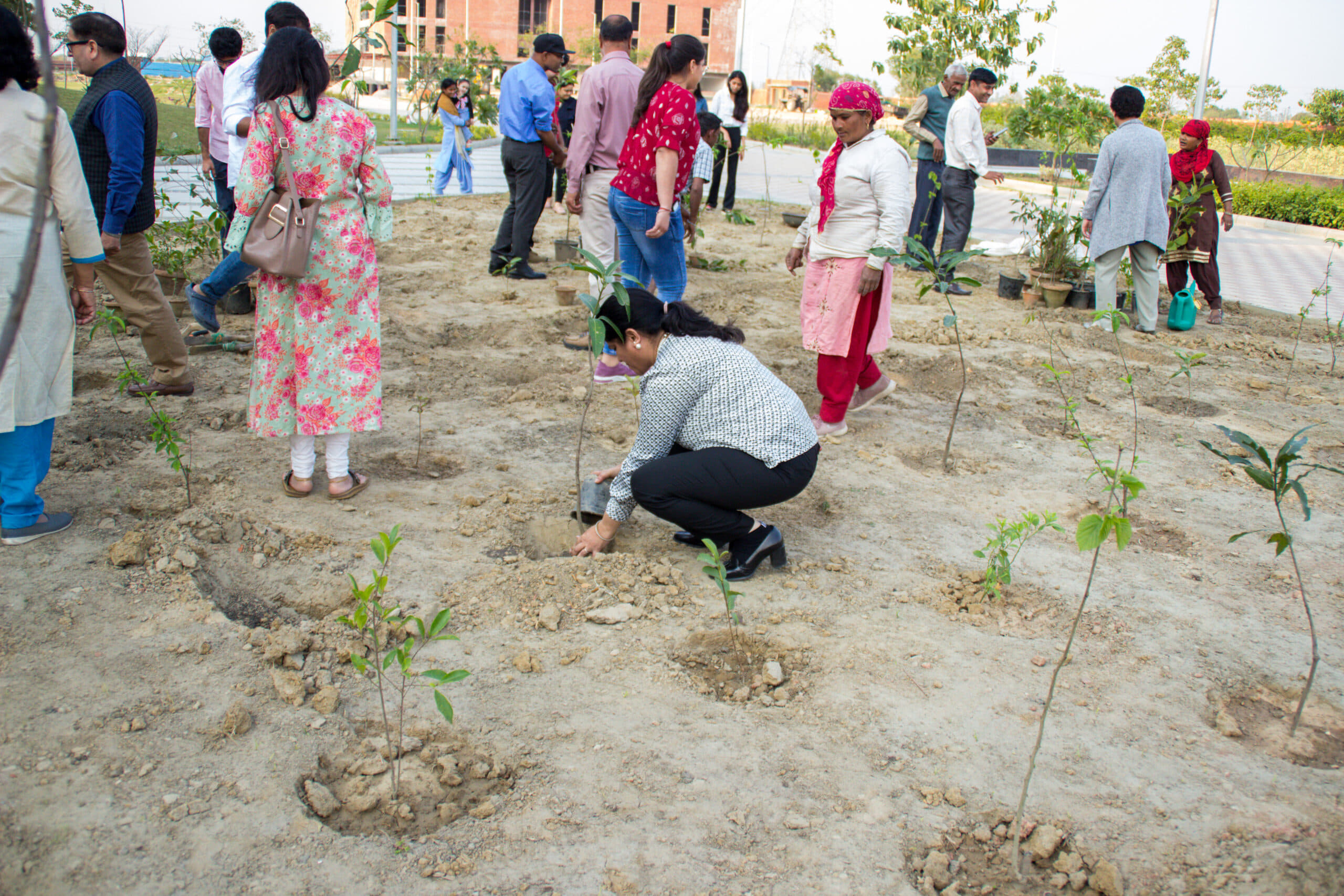 Rishihood University Sonepat Miyawaki Forest photo 1