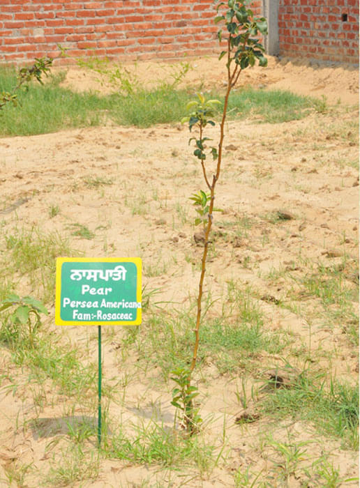 SBS College of Pharmacy Barnala Infrastructure photo 1